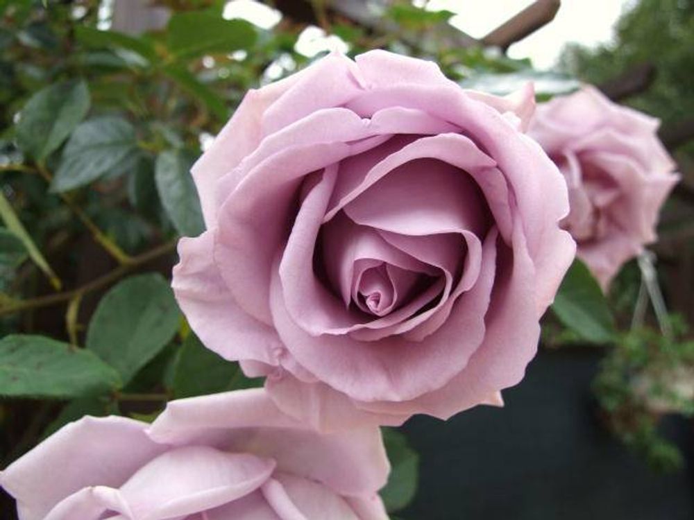 Индиголетта (Indigoletta)