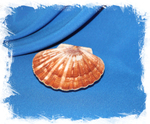 Японский морской гребешок (Pecten albicans)