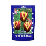 ТЮЛЬПАН ГАВОТА/GAVOTA 12/14, DARIT 5 ШТ/УП