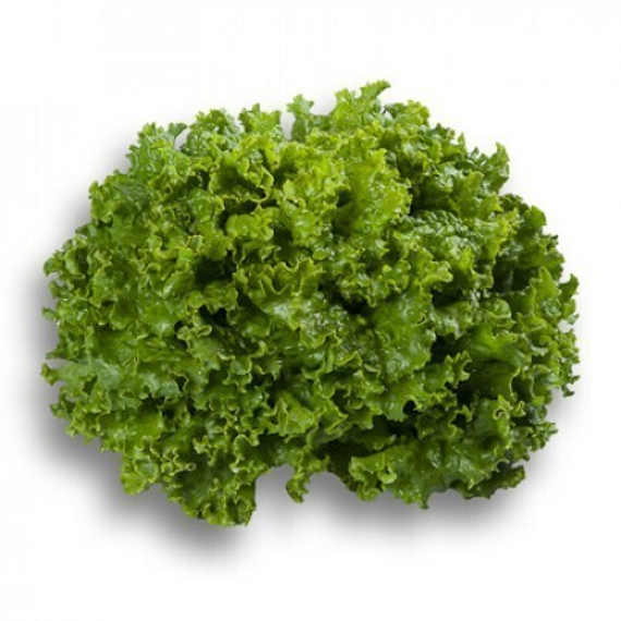 СТАРФАЙТЕР семена салата Rijk Zwaan отзывы – фото 6