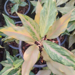 Аглаонема SANDY