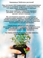 Андромеда Голубой лёд Блу Айс