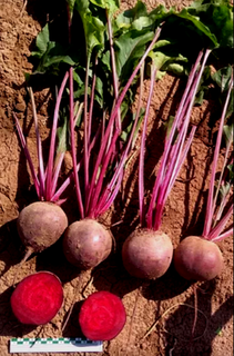 Свекла Фалькон F1 50 000 ( семян)