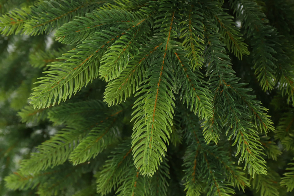 TAIGA 100%PU Ель искусственная Тайга литая 100% 250 см