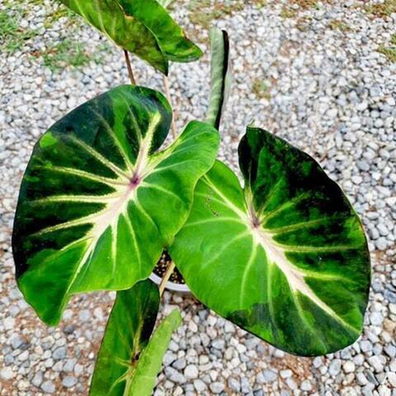 Колоказия STARDUST