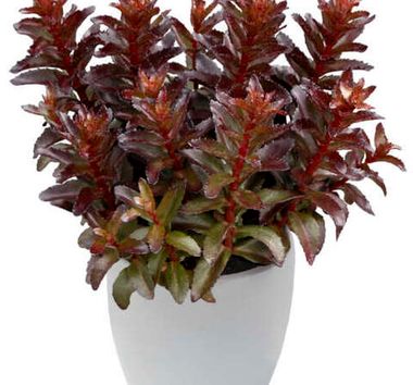 37150 Седум NOVA Cherry Fizz (Весна 2026)