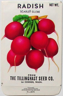 Редис Ранний Красный - Early Scarlet