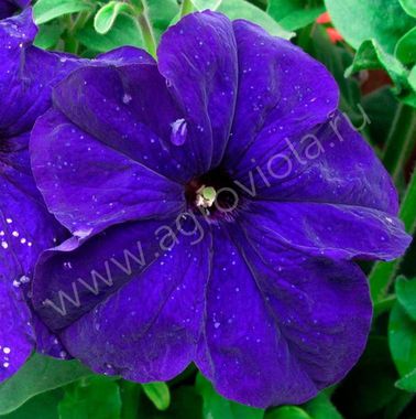 S6001 Петуния кустовая Grandiflora Limbo GP Blue 100 шт.