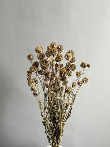 Скабиоза кустовая натуральная