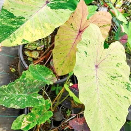 Колоказия LAMUN