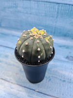 Astrophytum Asterias variagate (Астрофитум)