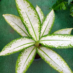 Диффенбахия NOK YUNG KHAO/DELILAH