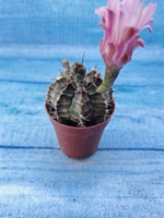 Gymnocalycium Friedrichii (Гимнокалициум)