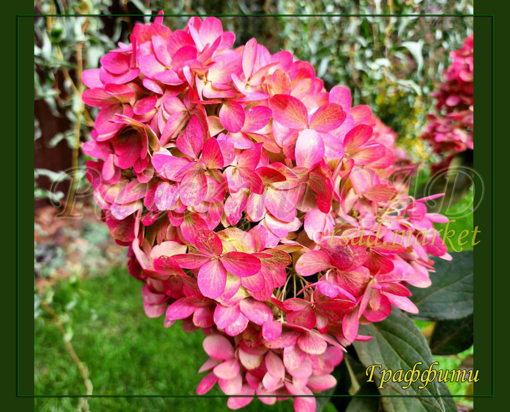 Гортензия метельчатая Граффити (Hydrangea paniculata `Graffiti`)
