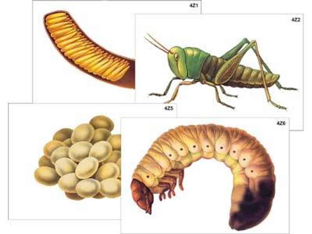 Модель-аппликация &quot;Развитие насекомых с полным и неполным превращением&quot;