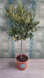 Lemonquat