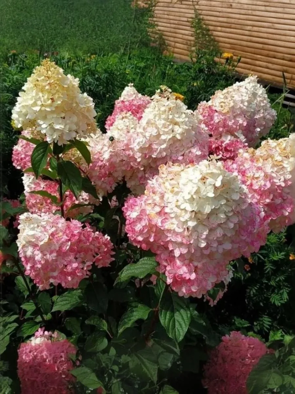 Гортензия метельчатая Сандей Фрейз