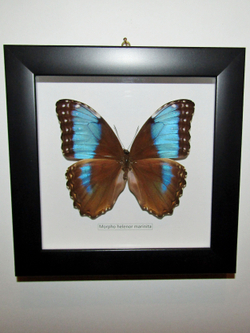Бабочка Morpho helenor marinita в рамке