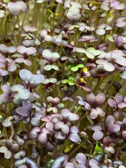 Горчица красная