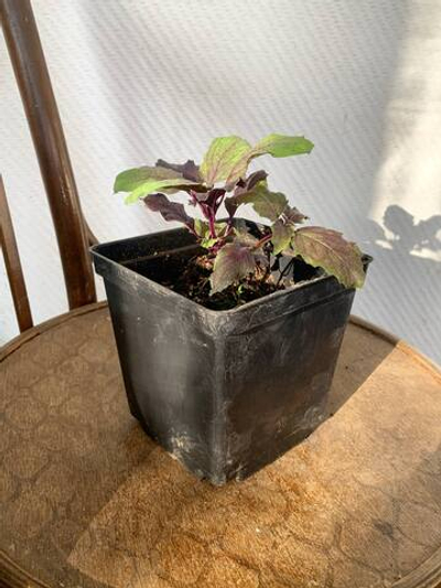 Базилик фиолетовый в горшке