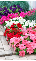 Петуния DUVET MIX (Драже)