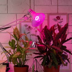 Фитолампа для растений светодиодная ЭРА FITO-10W-RB-E27 красно-синего спектра 10 ВТ Е27