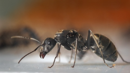 Camponotus parius