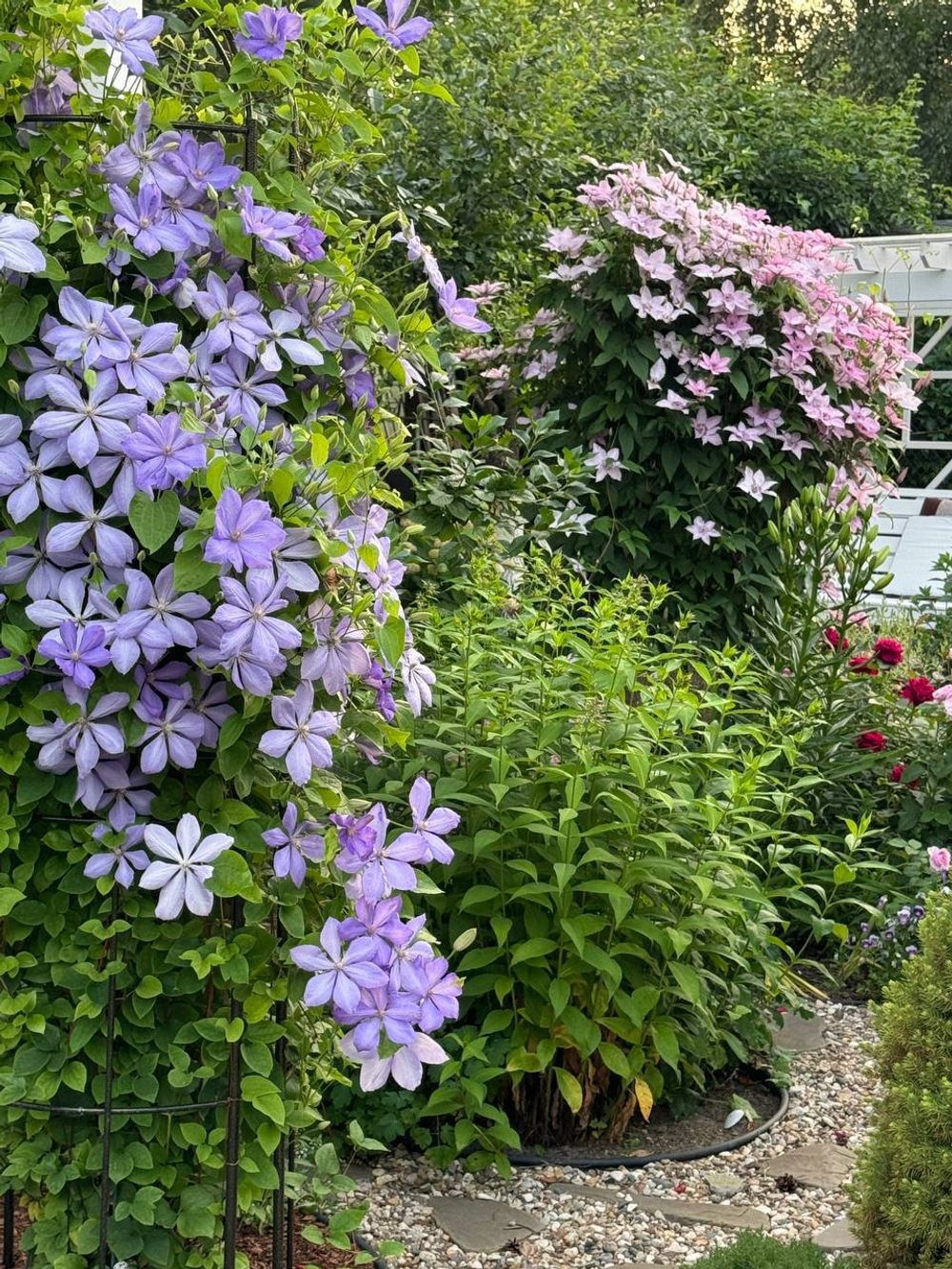 Клематис гибридный Миссис Чолмондели Закупка М33 апрель 2026