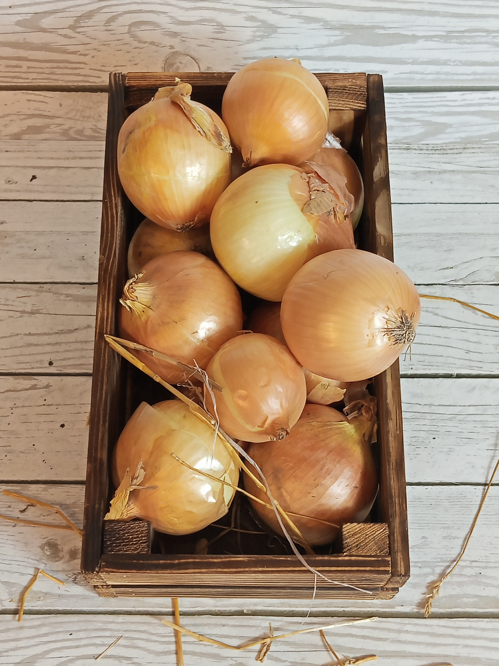 Лук репчатый