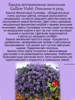 Бакопа Фиолетовый Гулливер ампельная