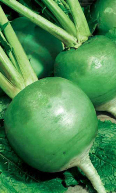 Семена Редька Маргеланская - китайская (Марс) Б/П