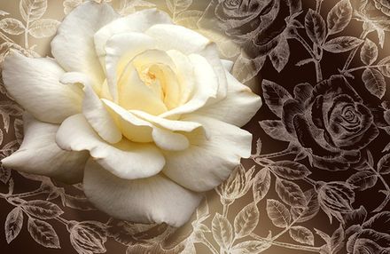 Фотообои 3D роза (Ширина 4,15 м)