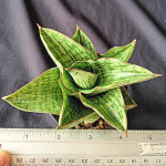 Сансевиерия ANJALINA