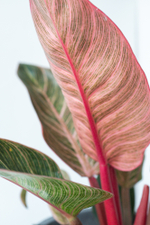 Купить Philodendron Pink Birkin — Филодендрон Пинк Биркин в Москве