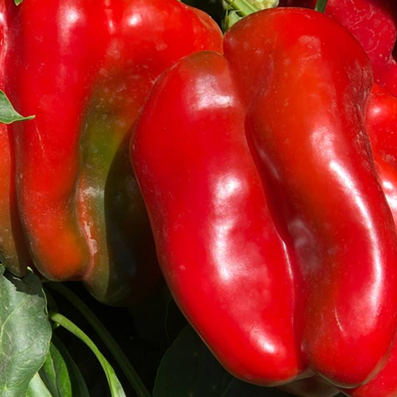 Клаудио F1 семена перца сладкого (Nunhems / ALEXAGRO) культура – фото 3