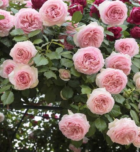 Джиардина (Giardina)