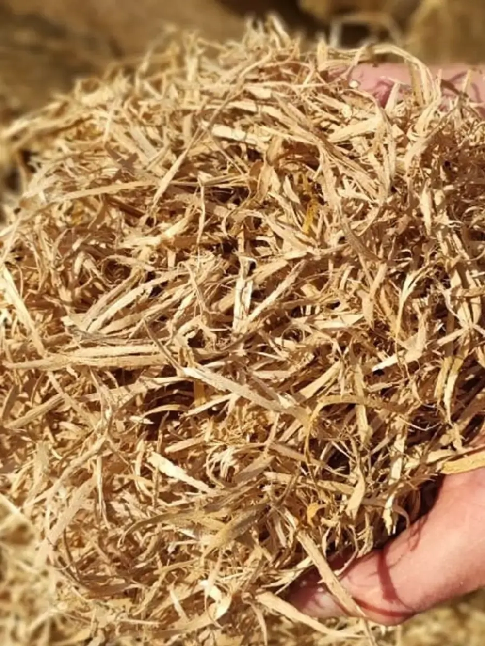 Отборная 100% стружка из вяза