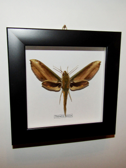 Бражник Theretra nessus в рамке