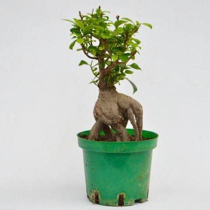 Фикус Гинсенг д.15 СП