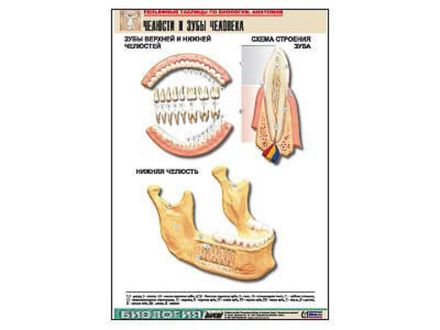 Рельефная таблица &#34;Челюсти и зубы человека&#34; (формат А1, матовое ламинир.)