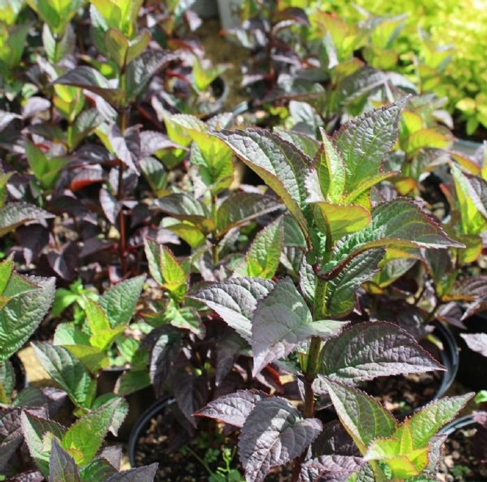 Daredevil/Даредэвил (Стандарт поставки Р9)2025г.