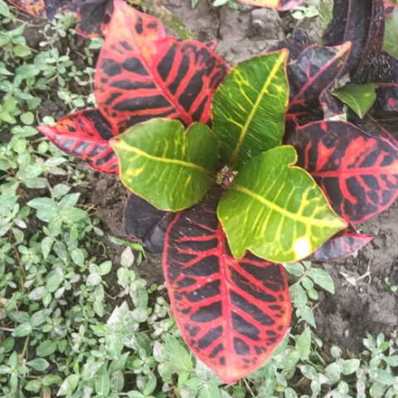 Кротон HYBRID NN2