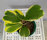 Хойя Керри вариегата