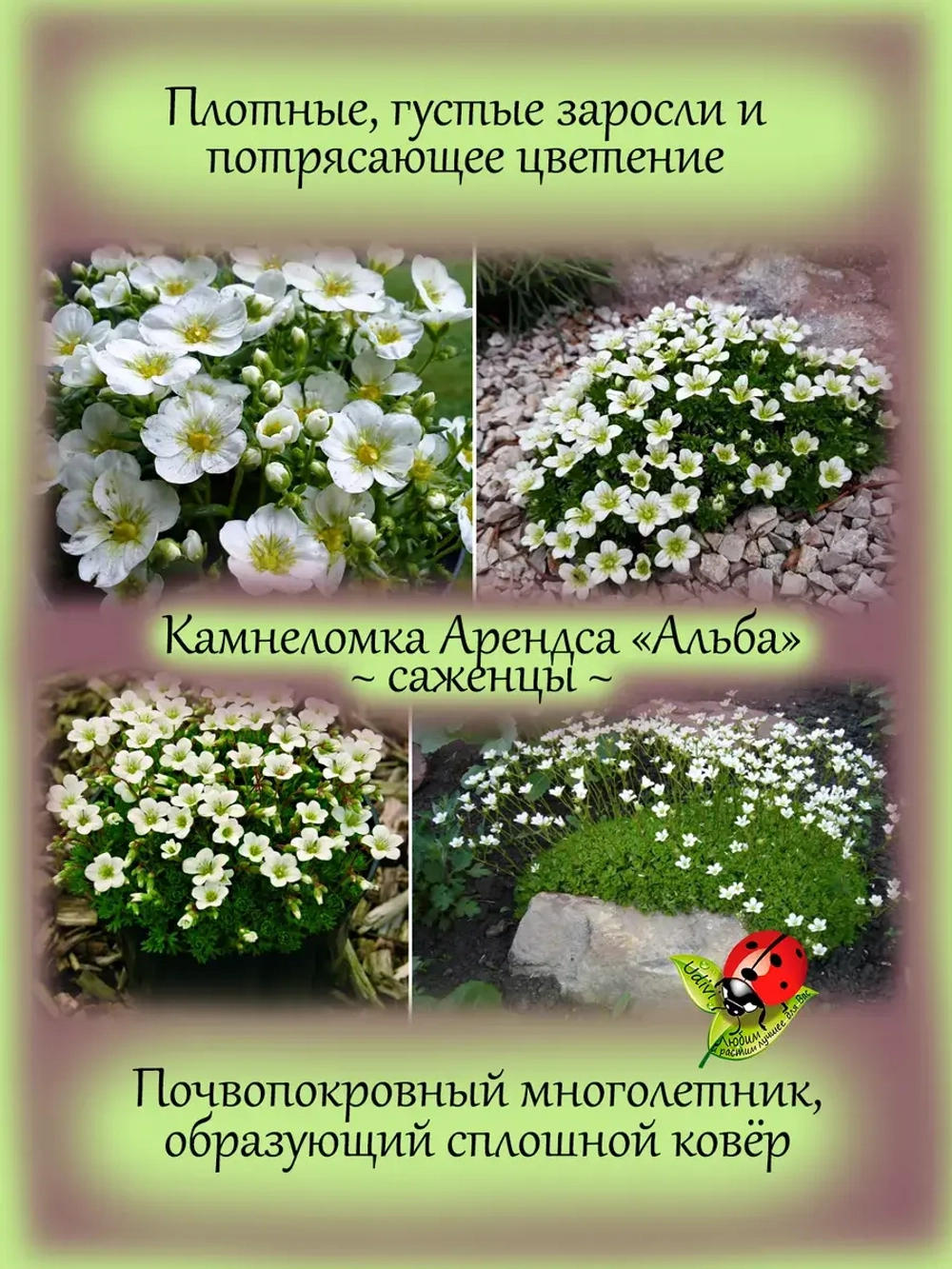 Камнеломка Арендса Альба