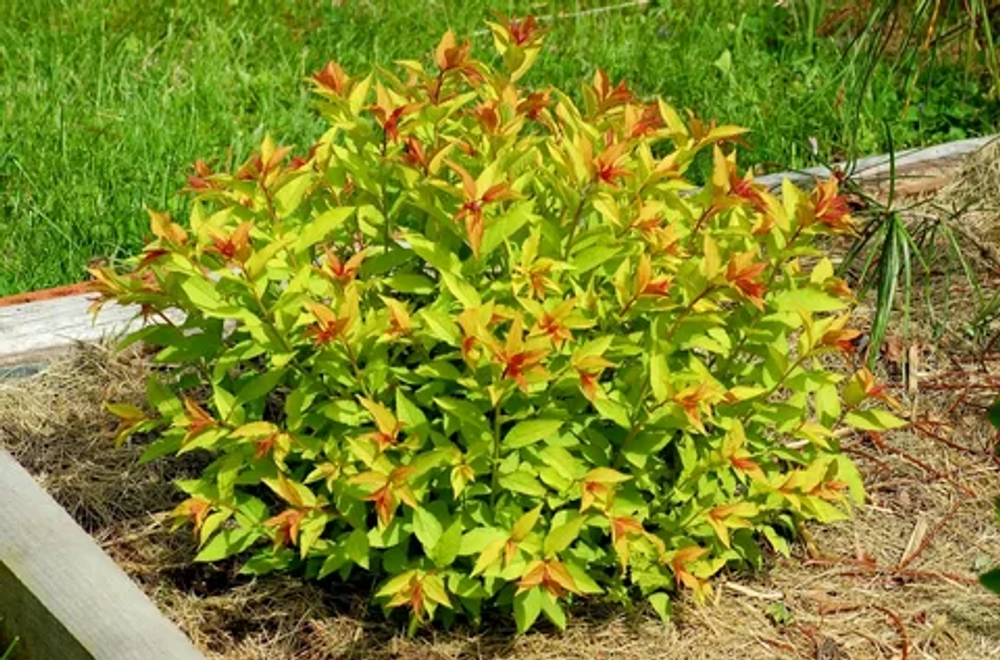 Спирея японская Голдфлейм С3 Закупка М60 июнь 2026