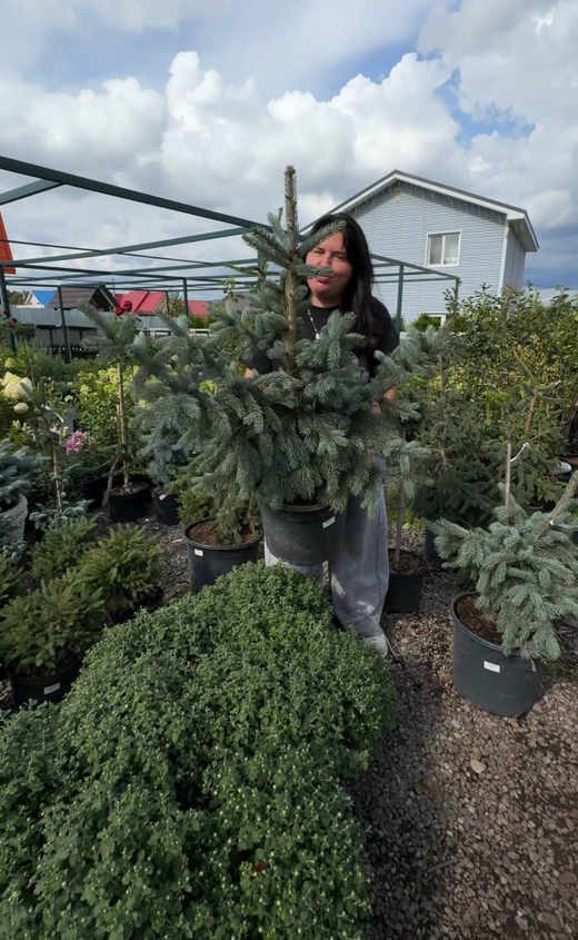 Ель энгельмана (Picea engelmannii Blue Magoo) RB 50-60 см Закупка М38