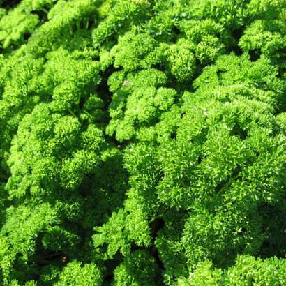 Ажур семена петрушки (Гавриш)