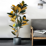 Фикус эластика Бордо 125 см.