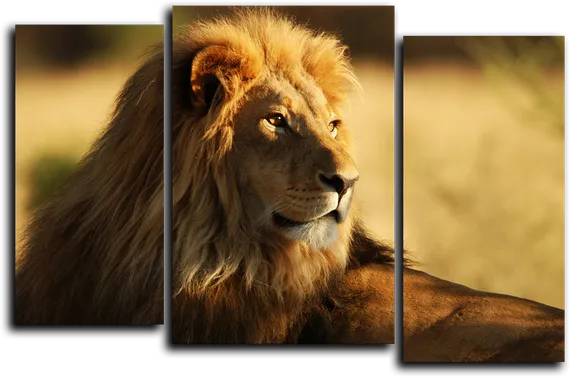 Модульная картина "Взгляд льва"