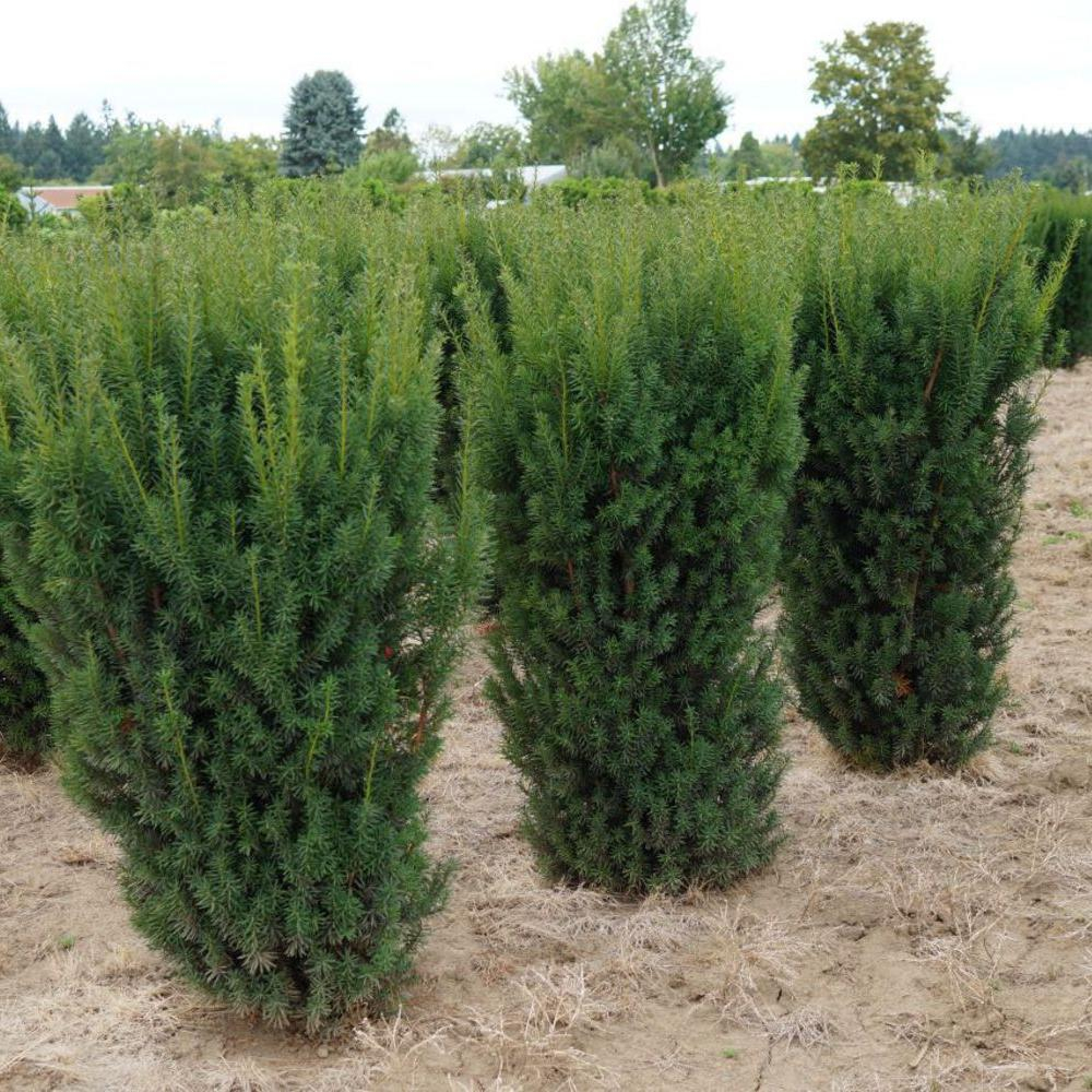 Тис средний Хикси С2 20-30